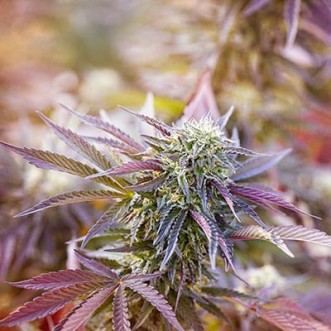 Wedding Cake Feminised Silver cannabis seeds