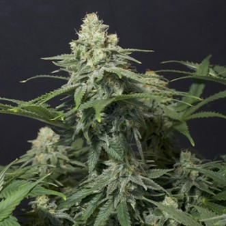 Семена конопли Weeding Cheesecake Fast Flowering