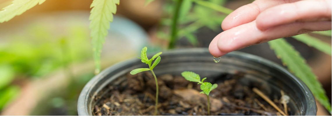 Удобрения для выращивания конопли - как удобрять и чем