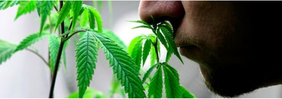 Запах цветущей марихуаны брелок с листом конопли