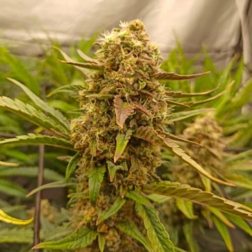 Насіння конопель Auto Killer Kush Feminised Silver - 500 шт