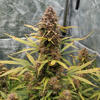 Auto Power Plant Feminised Gold cannabis seeds