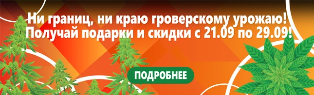 Ось і настав День Гровера!