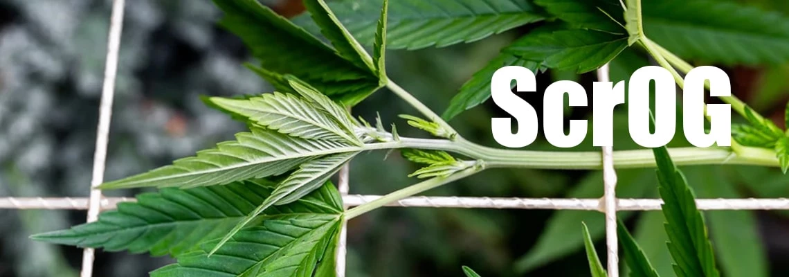 ScrOG growing method