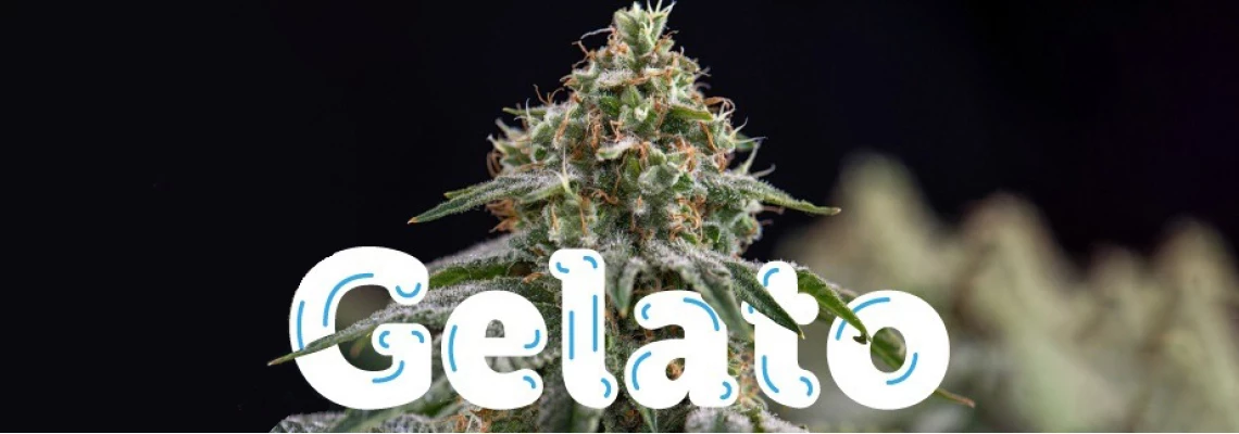 Генетика Gelato