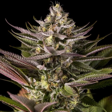 Семена конопли Blue Kush Feminised Gold