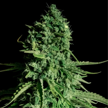 Насіння коноплі CBD Cheese Feminised