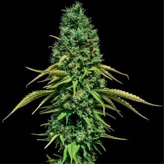 Насіння коноплі CBD Critical Feminised