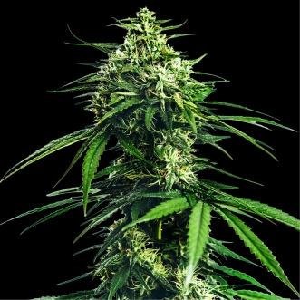 Hemp Seeds CBD Indica King Feminised