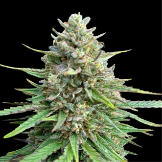 Cannabis Seeds CBD Sativa King Feminised