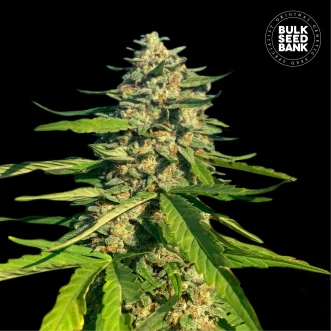Cannabis seeds CBG Critical Mass Feminised