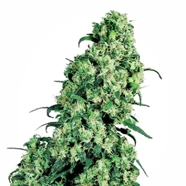 Насіння конопель Skunk№1 Feminised Silver