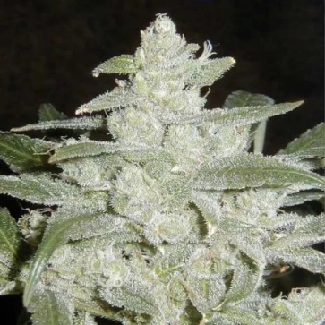 Семена конопли White Widow х Lowryder Silver
