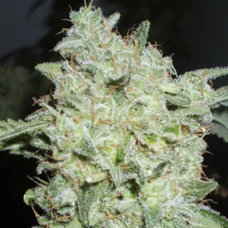 Насіння коноплі Afghan Kush Feminised Silver