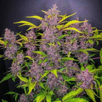 Cannabis seeds Auto Power Plant Silver