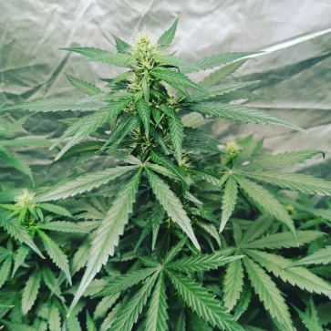 Насіння конопель Auto CBD ESmed Feminised Gold