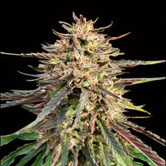 Семена конопли Auto CBD Gorilla Glue Feminised Gold