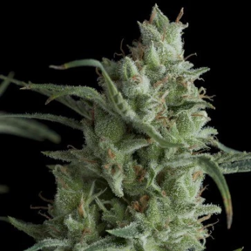 Auto Lemon Kix Kix Feminised Silver cannabis seeds