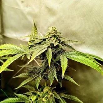Auto Pineapple Chunk Feminised Gold cannabis seeds