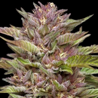 Auto Pineapple Muffin Feminised Silver cannabis seeds