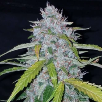 Auto Six Shooter Feminised Silver cannabis seeds