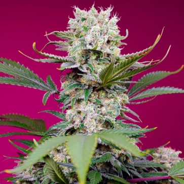 Насіння конопель Auto Sweet Mandarine Zkittlez XL Feminised