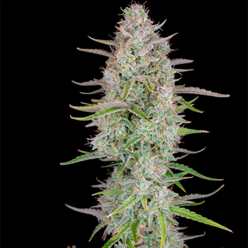 Cannabis seeds Auto Wedding Cheesecake Feminised Silver - 500 pcs