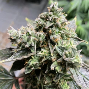 Семена конопли Auto White Widow XL Feminised Silver