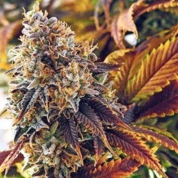 Cannabis seeds Auto Gagarin Silver regular