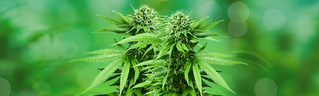 День борьбы с наркотиками в Errors Seeds!