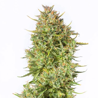 Семена конопли Auto Blue Kush Feminised