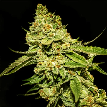 Bruce Banner Feminised Gold Hemp Seeds