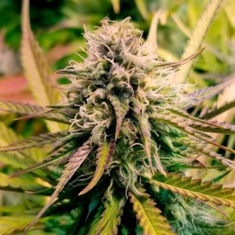Насіння коноплі Candy Kush Feminised Silver