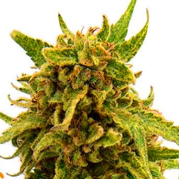 Семена конопли CBD Critical Cure Feminised