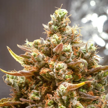 Семена конопли CBD Kush Feminised Silver