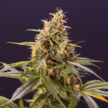 Auto Chem-Bomb Feminised Hemp Seeds