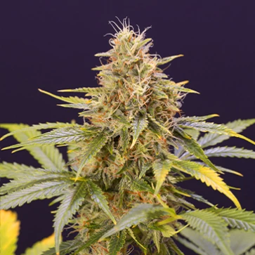Auto Chocolate Mint OG Feminised Hemp Seeds