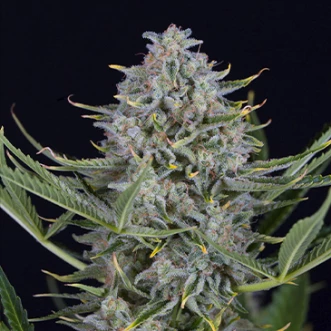 Auto Cookies Feminised Hemp Seeds