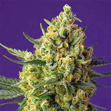 Насіння конопель Auto Crystal Candy XL Feminised Silver