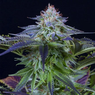 Семена конопли Auto CBD Dinamed Kush Feminised