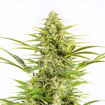 Auto Dinamex Feminised Hemp Seeds
