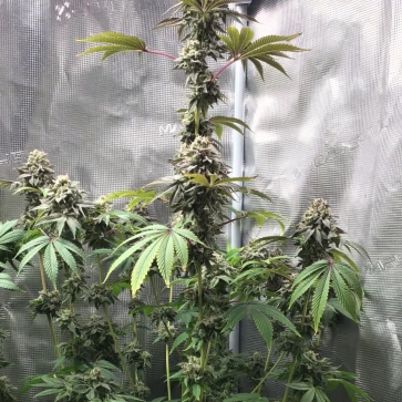 Насіння коноплі GMO x Animal Cookies Feminised Silver