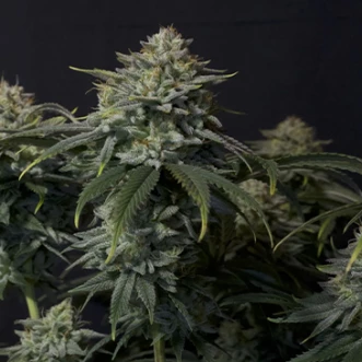 Семена конопли Gorilla Cookies Fast Flowering