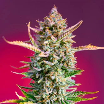 Насіння конопель Gorilla Sherbet Fast Flovering