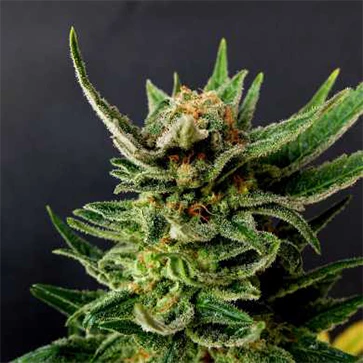 Categories Gypsy Kush Feminised Silver