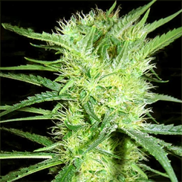 K-2 Feminised Gold Hemp Seeds