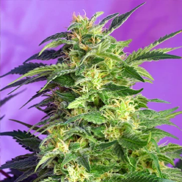 Насіння конопель Auto Killer Kush Feminised