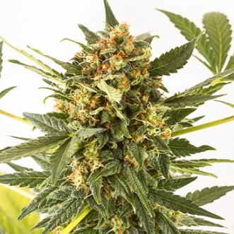 Семена конопли Auto Kush'N'Cheese Feminised