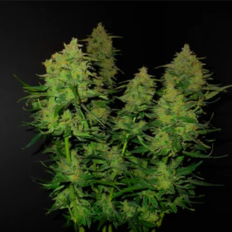 Auto Lemon AK Feminised Hemp Seeds