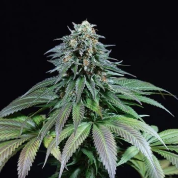 Насіння коноплі Moby Dick Feminised Silver